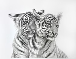 Tiger Cubs by Darryn Eggleton - Original Drawing on Mounted Paper sized 14x17 inches. Available from Whitewall Galleries