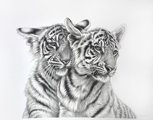 Tiger Cubs by Darryn Eggleton - Original Drawing on Mounted Paper